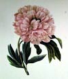 Pierre Joseph Redoute - Peony