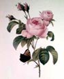 Pierre Joseph Redoute - Rose Centifolia