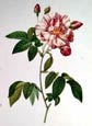 Pierre Joseph Redoute - Rose Gailica Versicolo