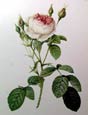 Pierre Joseph Redoute - Rose Muscosa Multiple