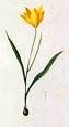 Pierre Joseph Redoute - Tulipa Sivestris