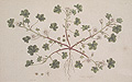 botanical