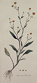 botanical