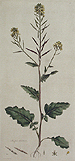 botanical