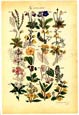 J. Sowerby - Wildflowers I