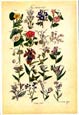 J. Sowerby - Wildflowers II