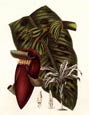 Francois Van Houtte - Banana Palm