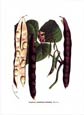 Francois Van Houtte - Beans