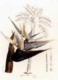 Francois Van Houtte - Bird of Paradise-Blue