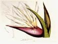 Francois Van Houtte - Bird of Paradise Red