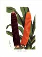 Francois Van Houtte - Corn