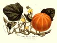 Francois Van Houtte - Cucumis Melo