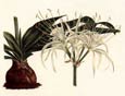 Francois Van Houtte - Exotic Flowers I.
