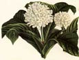 Francois Van Houtte - Exotic Flowers Ii.