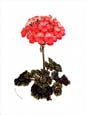 Francois Van Houtte - Geranium (Pink)