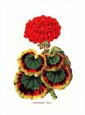 Francois Van Houtte - Geranium (Red)