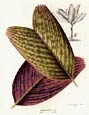 Francois Van Houtte - Palm Leaves