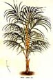Francois Van Houtte - Palms Aveca Aurea