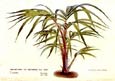 Francois Van Houtte - Palms Oncosperma Van Houttean