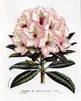 Francois Van Houtte - Pink Rhododendron I