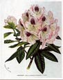 Francois Van Houtte - Pink Rhododendron II