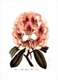 Francois Van Houtte - Rhododendron (Pink)