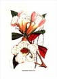 Francois Van Houtte - Rhododendron (White)