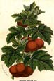 Francois Van Houtte - Solanum Giliatum