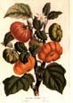 Francois Van Houtte - Solanum Texanum