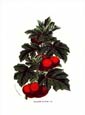 Francois Van Houtte - Tomatoes Ciliatum