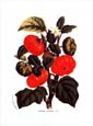 Francois Van Houtte - Tomatoes Texanum