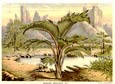 Francois Van Houtte - Tropical Palm Ss