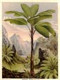 Francois Van Houtte - Tropical Palms Vs