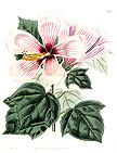 floral study