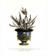 Johann Wilhelm Weinmann - Aloe Afr. Hum.