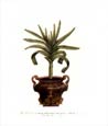Johann Wilhelm Weinmann - Aloe Afr. Montana