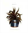 Johann Wilhelm Weinmann - Aloe Afr. Serrata