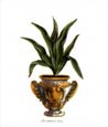 Johann Wilhelm Weinmann - Aloe Tub. Levis