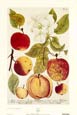 Johann Wilhelm Weinmann - Apples