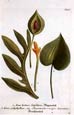 Johann Wilhelm Weinmann - Arum Hortense