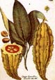 Johann Wilhelm Weinmann - Cacaos Cacavifera--Weinmann Botanicals
