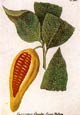 Johann Wilhelm Weinmann - Cacaos Minor