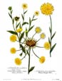 Johann Wilhelm Weinmann - Calendula