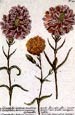 Johann Wilhelm Weinmann - Carnations No. 336