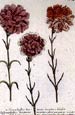 Johann Wilhelm Weinmann - Carnations No. 338