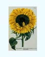 Johann Wilhelm Weinmann - Chrysanthemum