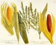 Johann Wilhelm Weinmann - Corn