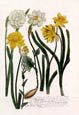 Johann Wilhelm Weinmann - Daffodils 2 of 4