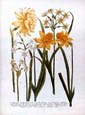 Johann Wilhelm Weinmann - Daffodils 3 of 4