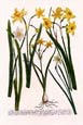 Johann Wilhelm Weinmann - Daffodils 4 of 4
